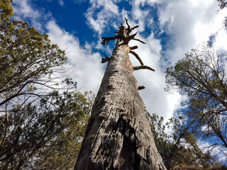 View up the trunk of an old dead ponderosa pine with clouds and blue sky above