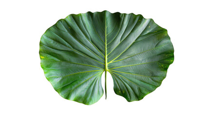 Wall Mural - Big tropical leaf showing its veins on transparent background