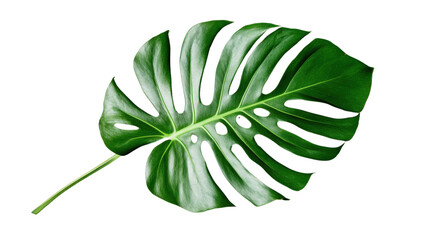 Wall Mural - Vibrant green monstera deliciosa leaf isolated on transparent background