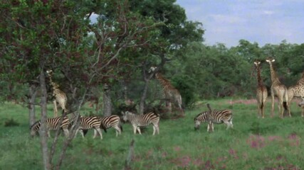 Wall Mural - amazing footage of zebras and giraffes wide view 4k
