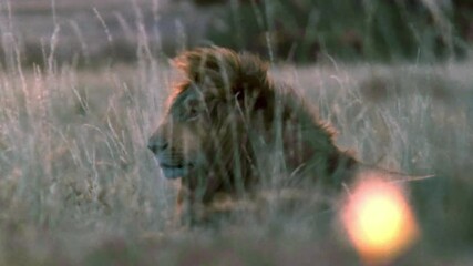 Wall Mural - beautiful footage of wild lion in sunset