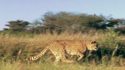 Wall Mural - wild cheetah incredible speed running side view 4k