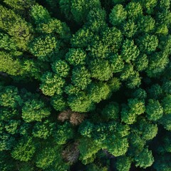 Aerial top view of green trees in forest. Green tree nature background for carbon neutrality and net zero emissions concept. Drone view of green tree captures CO2 to Sustainable green environment.