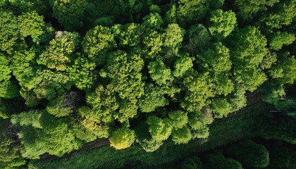 Aerial top view of green trees in forest. Green tree nature background for carbon neutrality and net zero emissions concept. Drone view of green tree captures CO2 to Sustainable green environment.