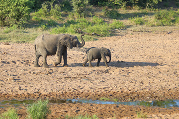 Wall Mural - Afrikanischer Elefant / African elephant / Loxodonta africana