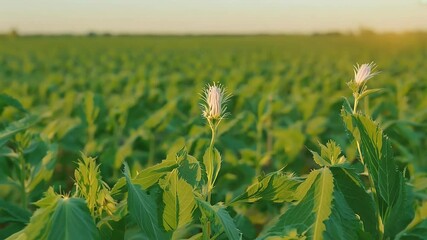 Wall Mural - A vibrant agricultural landscape highlighting rows blooming sesame plants also known benniseed thriving sun ll maintained farming field