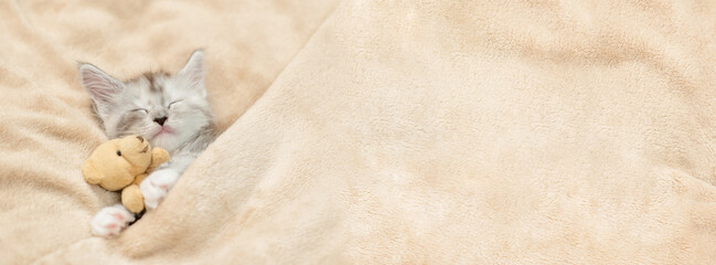 Fototapete - Cozy Maine coon kitten sleeps with favorite toy bear under warm blanket on a bed at home. Top down view. Empty space for text