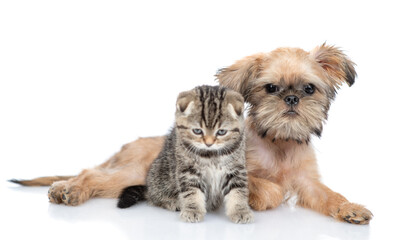 Poster - Brussels Griffon puppy and scottish fold kitten sit together. Isolated on white background