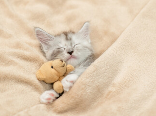 Fototapete - Cozy tiny Maine coon kitten sleeping with favorite toy bear under warm plaid on a bed at home. Top down view