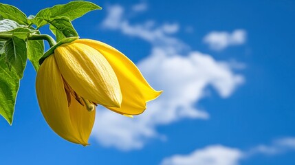 Poster - A vibrant yellow flower blossoms against a clear blue sky with fluffy white clouds. Tiny water droplets cling to the petals, showcasing the beauty of