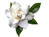 A blooming gardenia flower with soft white petals, isolated on a clean transparent background, PNG file.