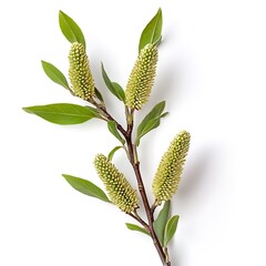 Wall Mural - Twig with green leaves isolated on white background. Spring twig.