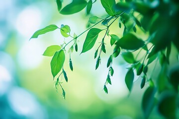 Wall Mural - a healthy pea plant