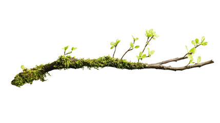 Wall Mural - Tree branch covered in moss with small green leaves growing on transparent background