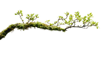 mossy branch with fresh green leaves on transparent background