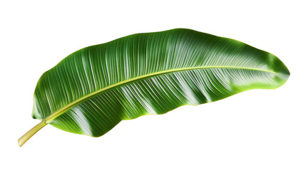 Wall Mural - Single vibrant green banana leaf on transparent background