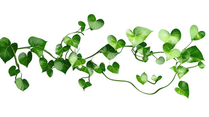 Wall Mural - Hanging ivy branches with lush green leaves on transparent background