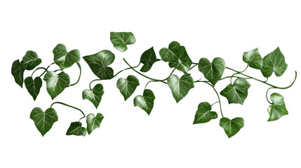 Wall Mural - Hanging ivy branches with lush green leaves on transparent background