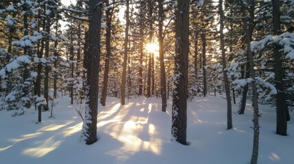 Poster - Snow-covered forest with tall trees and golden sunlight peeking through in a serene winter landscape