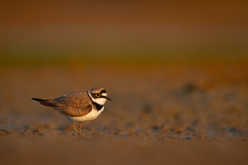 Wall Mural - shorebird charadrius dubius, little ringed plover on blurred background summer time poland europe