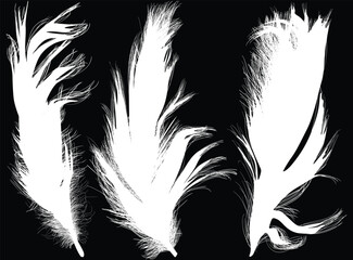 Wall Mural - three fluffy white silhouettes of feathers isolated on black