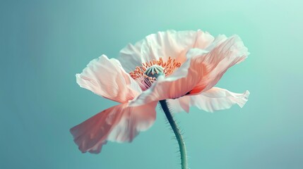 Wall Mural - A beautiful close-up of a delicate poppy flower in full bloom against a soft, out-of-focus background.