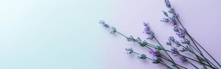 Aufkleber - Delicate lavender sprigs resting on a minimalist pastel mint background for calming decoration