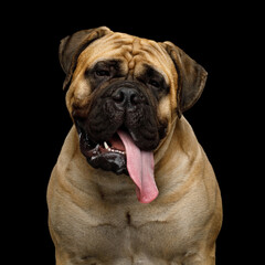 Wall Mural - Funny portrait of bullmastiff isolated on black background