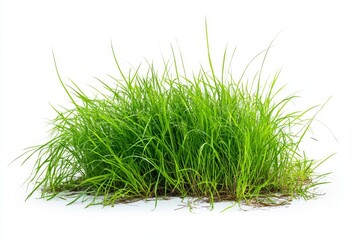 Poster - Lush green grass tuft isolated on white background, for design (1)