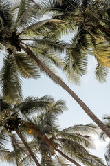 Wall Mural - palm trees on blue sky paradise tropical travel 