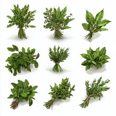 Wall Mural - Selection of organic herbs tied in small bundles isolated on white