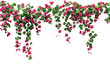 © Jae - Vibrant Bougainvillea pink flowers cascading , creating a striking visual effect. isolated on white background and transparent background