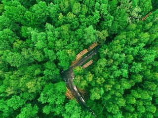 Poster - Aerial view of deforestation in a forest clearing with cut trees