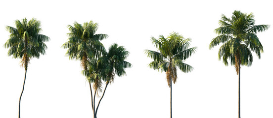 Wall Mural - set of howea forsteriana (the kentia palm, thatch palm or palm court palm) frontal isolated png on a