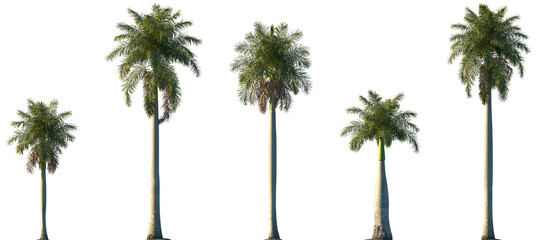 Wall Mural - set of roystonea regia (commonly known as the royal palm, cuban royal palm, or florida royal palm) f