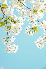 Wall Mural - A Beautiful Spring Day with Cherry Blossoms Against a Clear Blue Sky