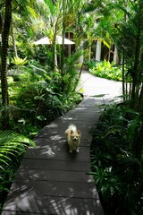 Fluffy dog on a tropical wooden path.