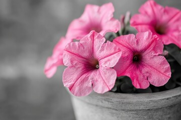 Canvas Print - A close-up view of a flower pot filled with bright pink flowers