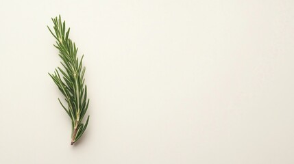 Wall Mural - Fresh rosemary sprig on white background; cooking ingredient