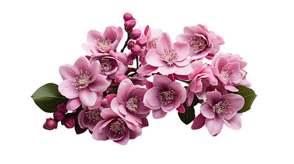 Wall Mural - pink blossom bouquet spring floral arrangement, soft and fresh flowers for nature themes, isolated o