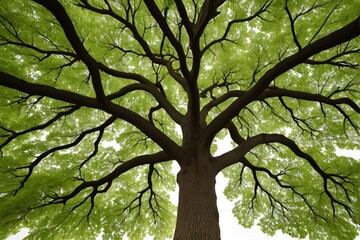 Wall Mural - a close up of a large tree with green leaves