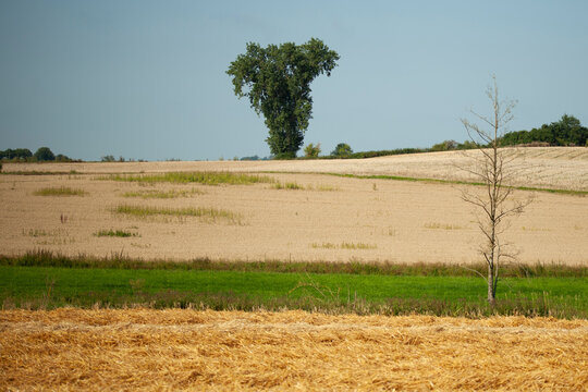 ländliche landschaft mit einem einzigartig geformten baum und feldern mit geernteten pflanzen.