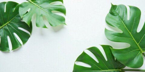Aufkleber - Serene arrangement of vibrant green tropical leaves on a pristine white background, ideal for design projects requiring a natural, calming aesthetic.