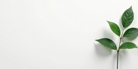 Aufkleber - Simple Green Sprig on White Background A Clean and Minimalist Nature Image