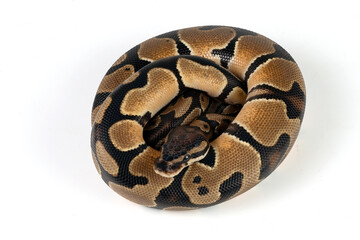 Wall Mural - Ball python on a white background