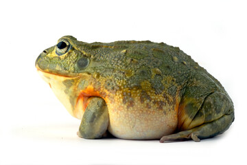 Wall Mural - African bull frog on white background