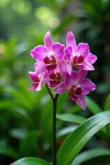 Wall Mural - Pink dendrobium orchid in a lush green garden, flowers, garden decor, gardens