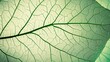 © Oleksandr - Extreme macro photography reveals intricate vein patterns in a backlit green leaf, showcasing nature's delicate network of capillaries in translucent botanical detail.