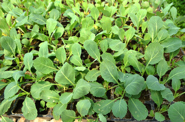 Wall Mural - Seedlings of cabbage grown in plastic cassettes.