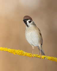 Wall Mural - Bird - tree sparrow Passer montanus sitting on a branch brown background winter time winter frosty day